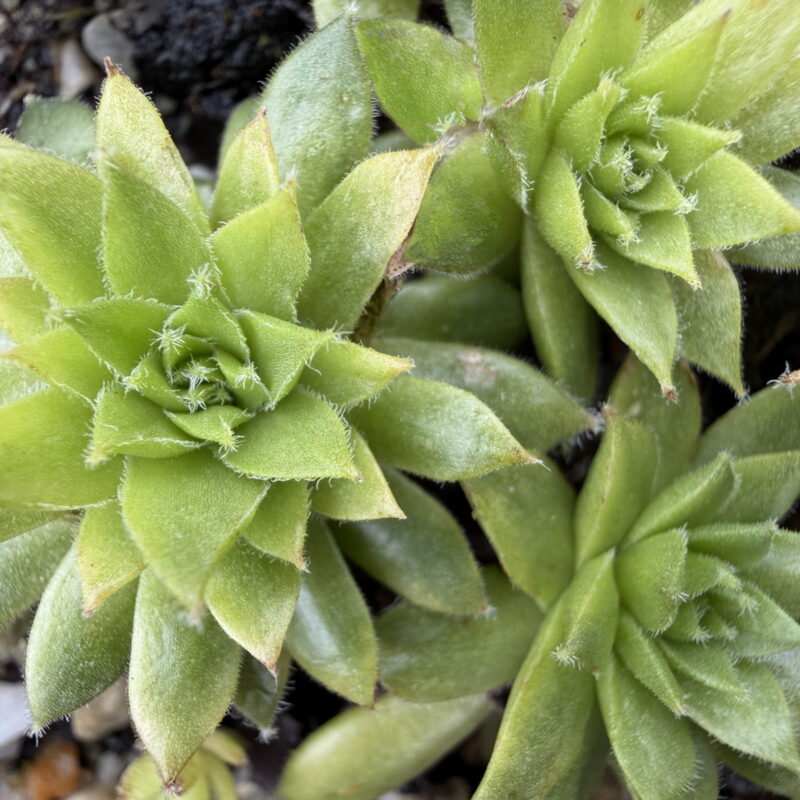 Sempervivum funckii var. aqualiense