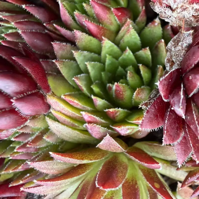 Sempervivum globiferum ssp. arenarium