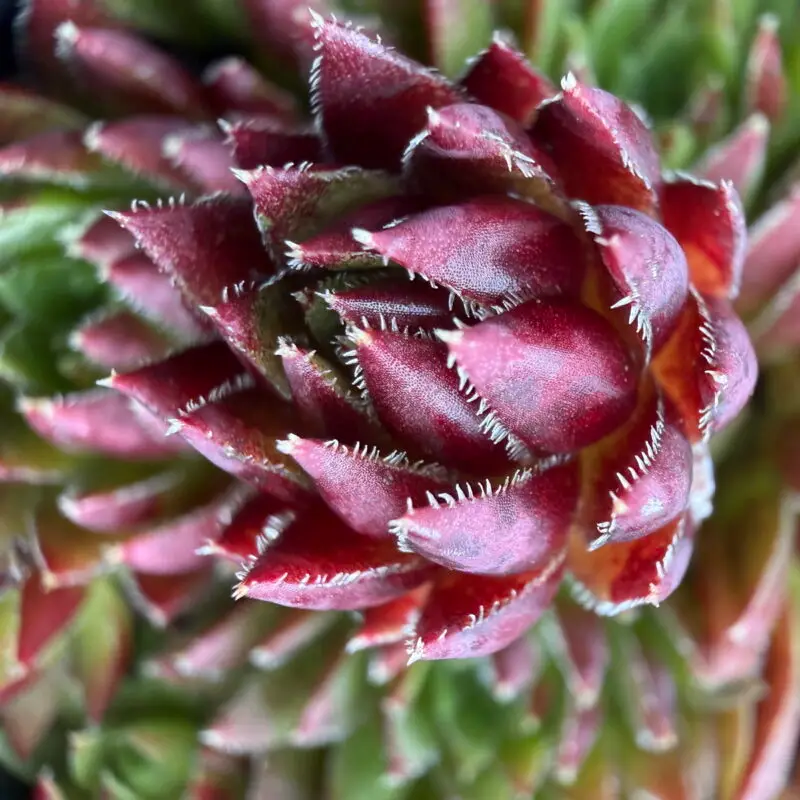 Sempervivum globiferum ssp. arenarium