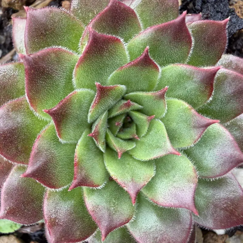Sempervivum juvanii