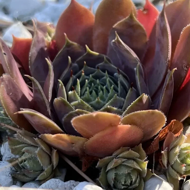 Sempervivum marmoreum