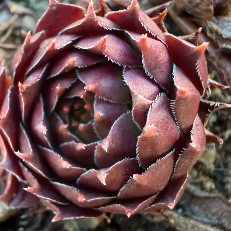 Sempervivum marmoreum &lsquo;Brunneifolium&rsquo;