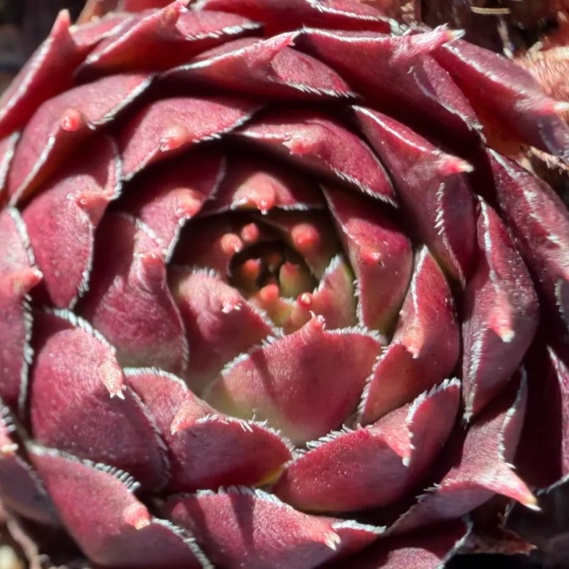 Sempervivum marmoreum &lsquo;Brunneifolium&rsquo;