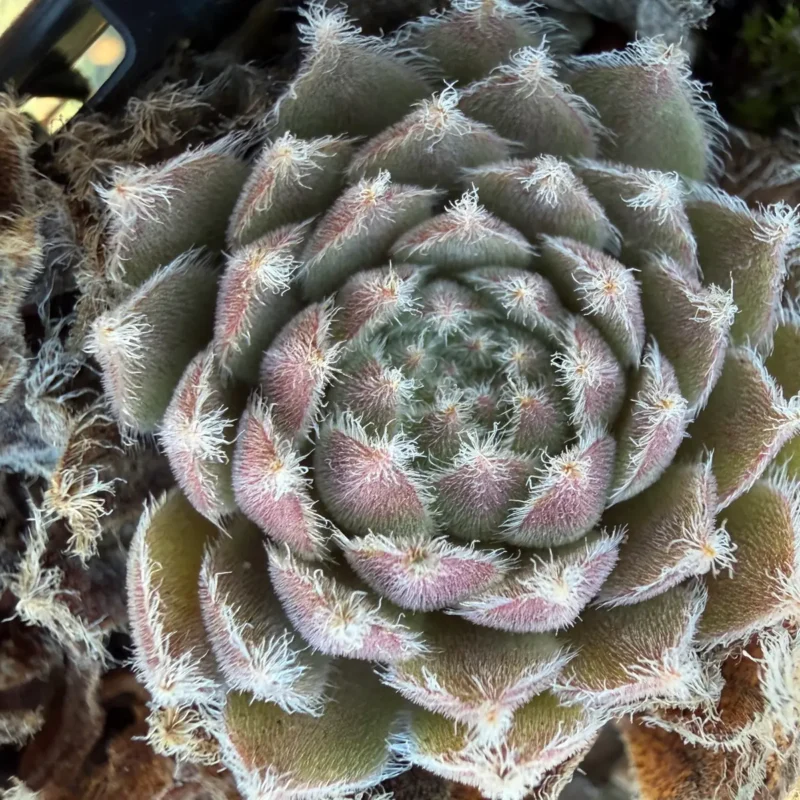 Sempervivum marmoreum var. angustissimum