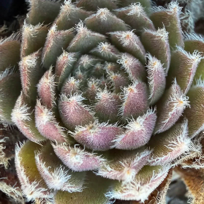 Sempervivum marmoreum var. angustissimum