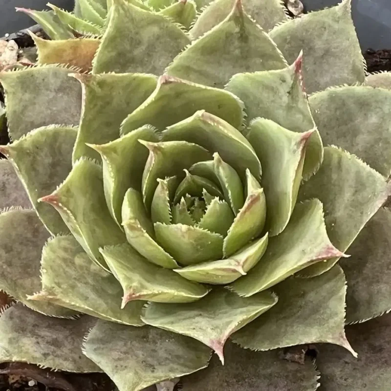 Sempervivum marmoreum