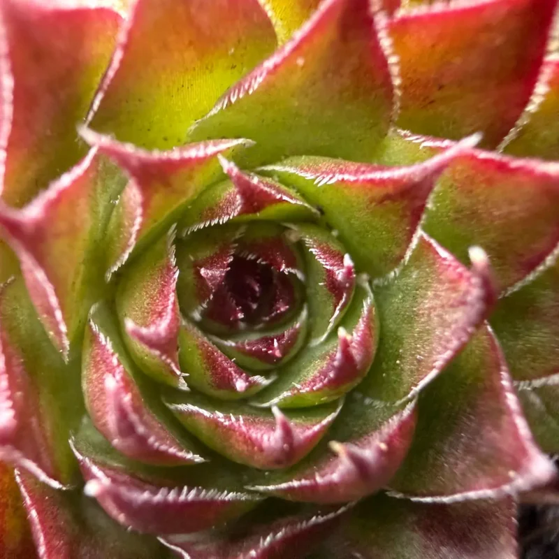 Sempervivum mettenianum