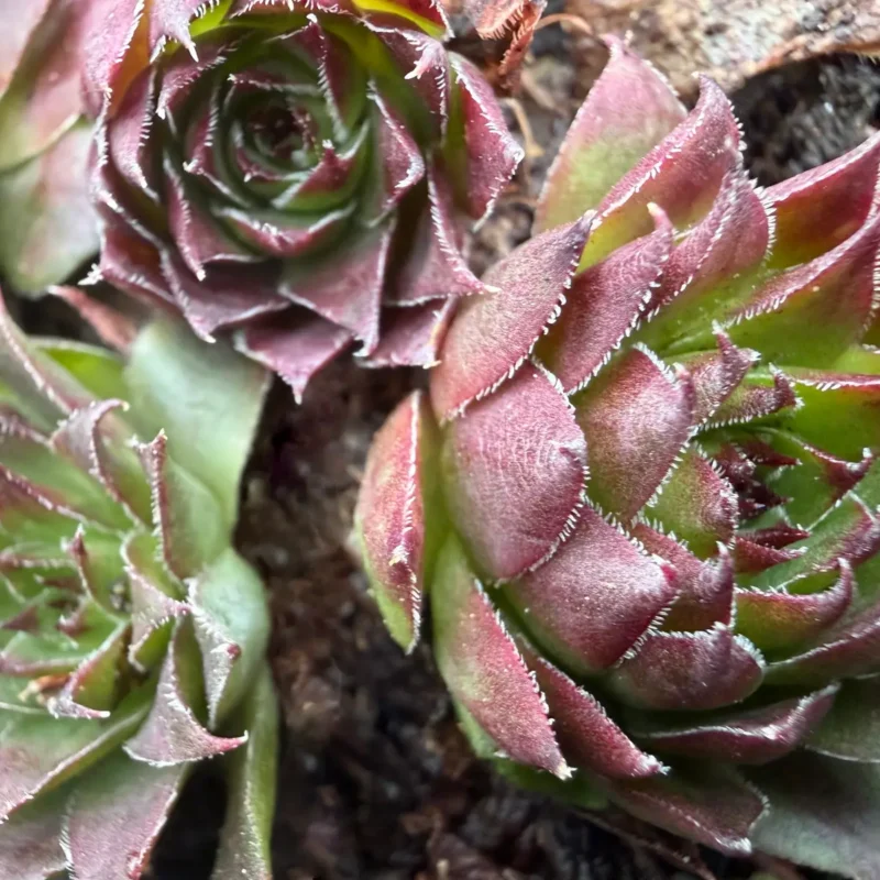 Sempervivum mettenianum
