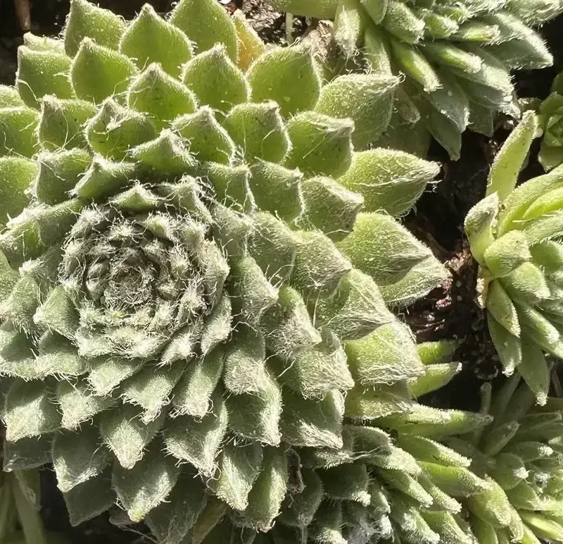 Sempervivum minutum