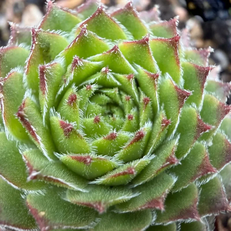 Sempervivum montanum