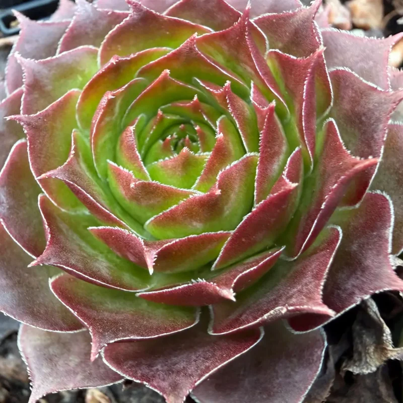Sempervivum netaginatum