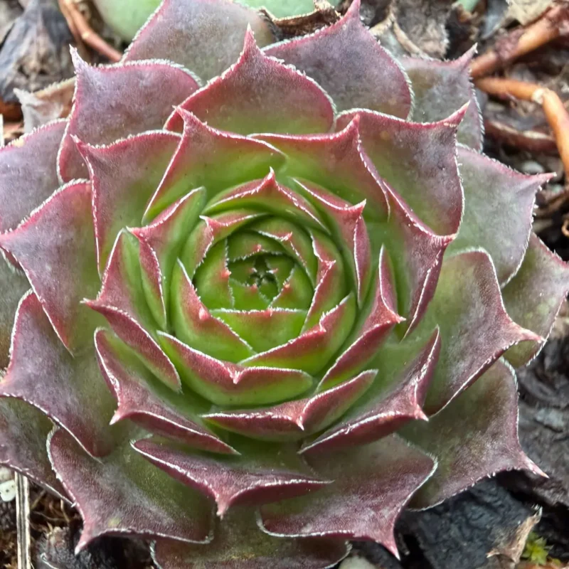 Sempervivum netaginatum