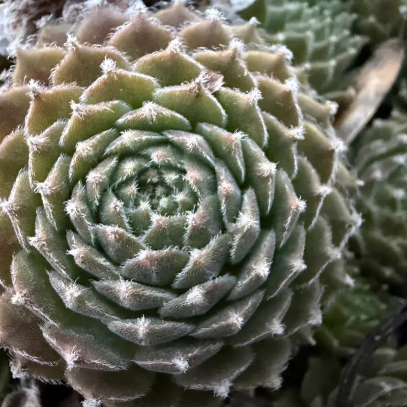 Sempervivum patens