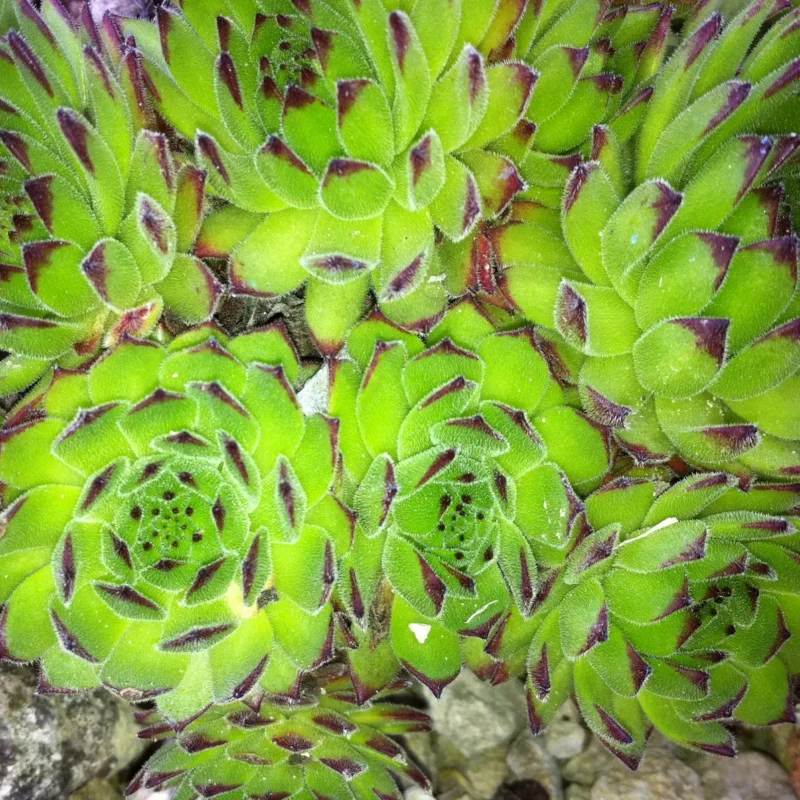 Sempervivum pittonii