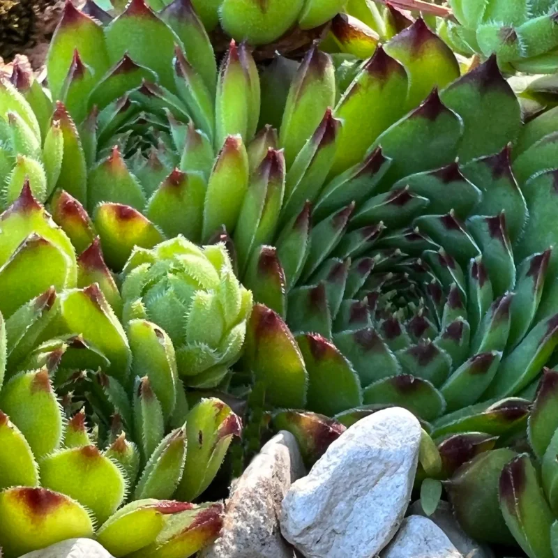 Sempervivum pittonii
