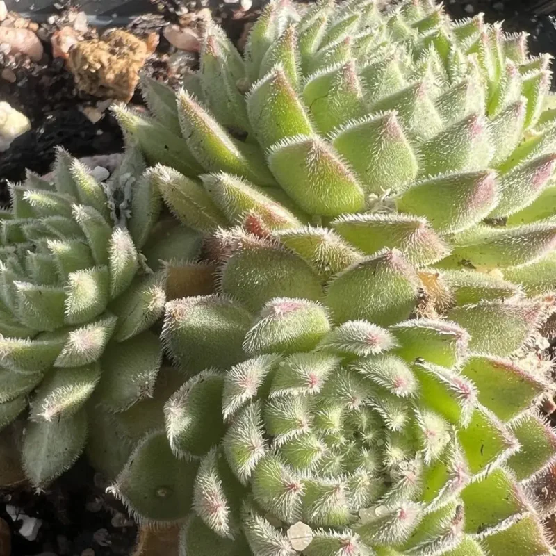Sempervivum ruthenicum