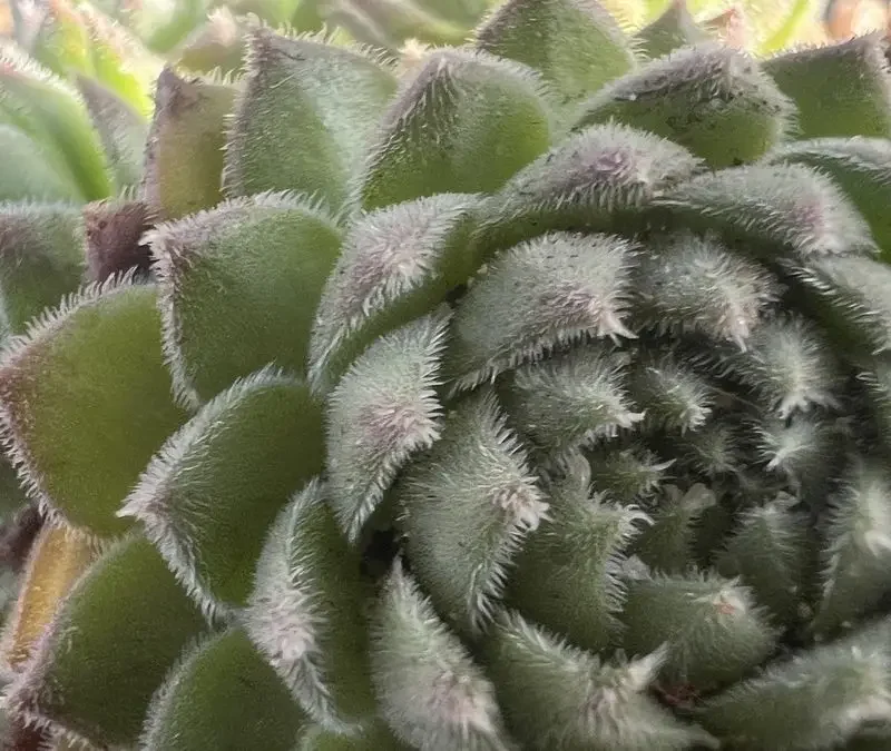 Sempervivum ruthenicum