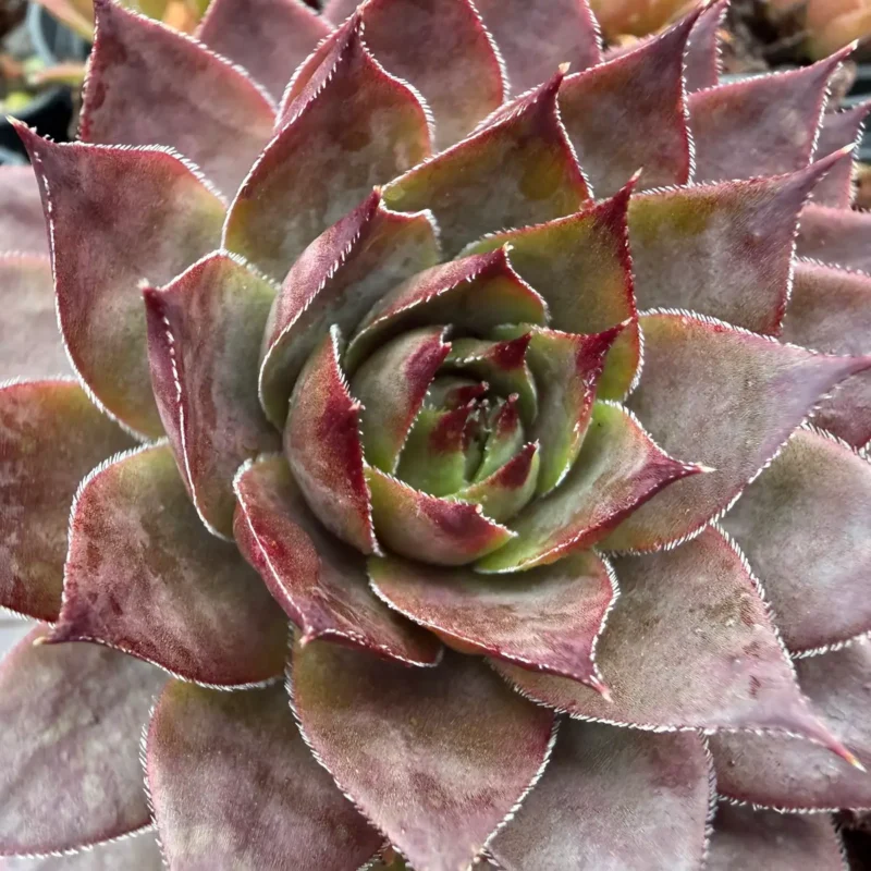 Sempervivum stenopetalum