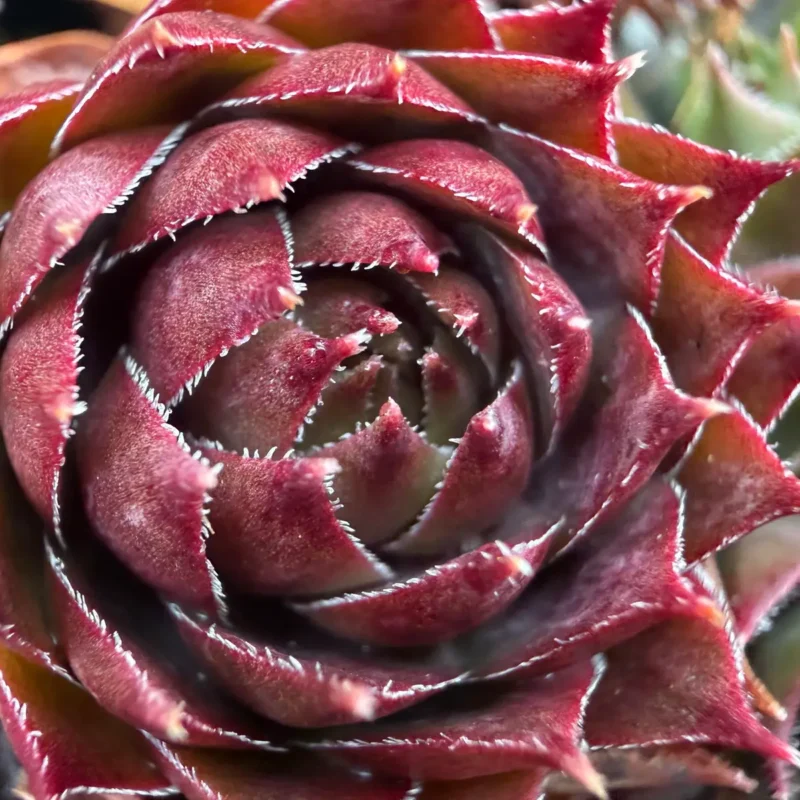 Sempervivum stenopetalum