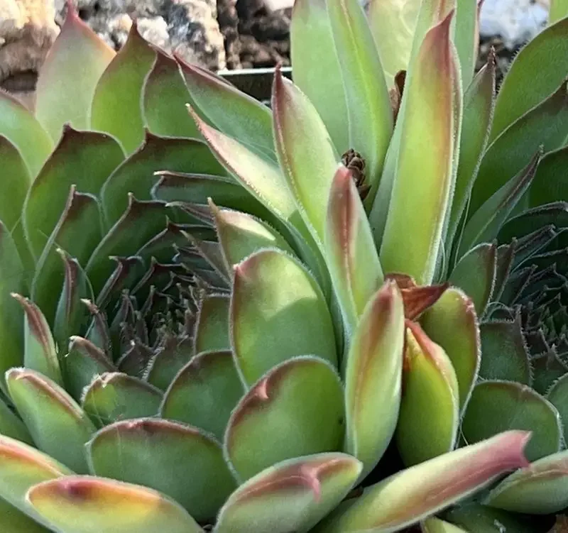 Sempervivum tectorum var. arvernense