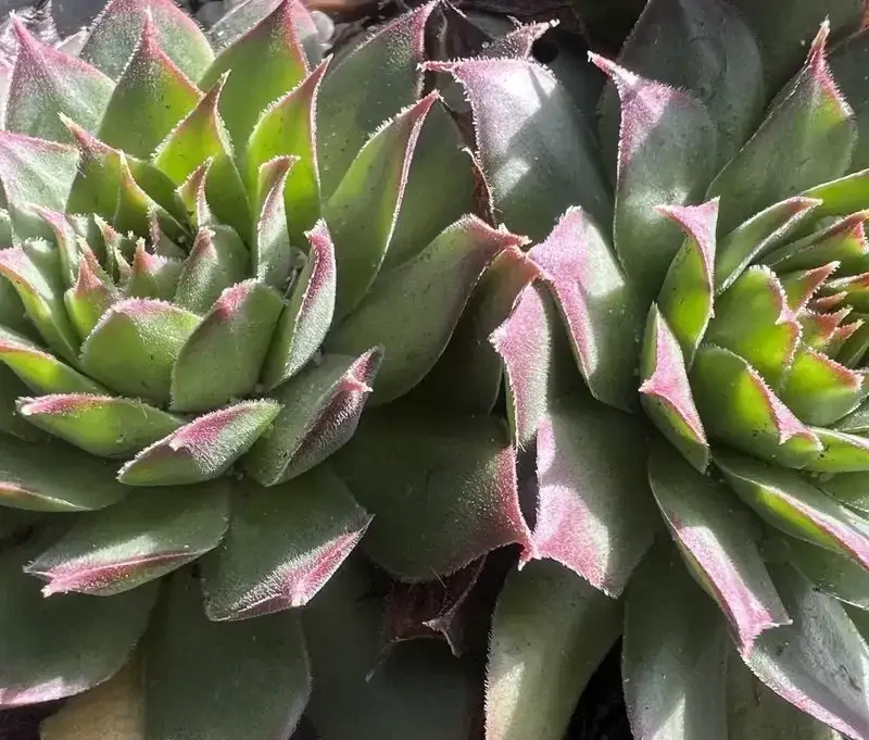 Sempervivum tectorum var. arvernense