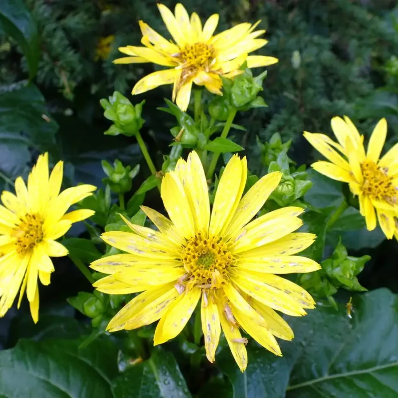 Silphium perfoliatum