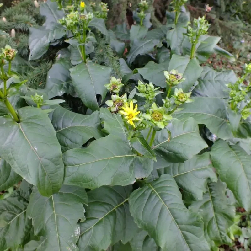 Silphium perfoliatum