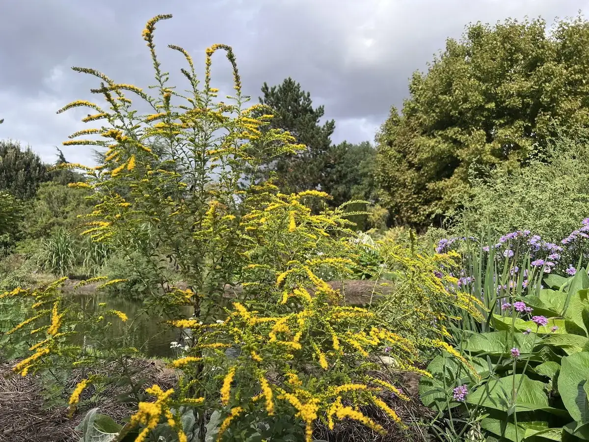 Solidago 'Golden Shower'