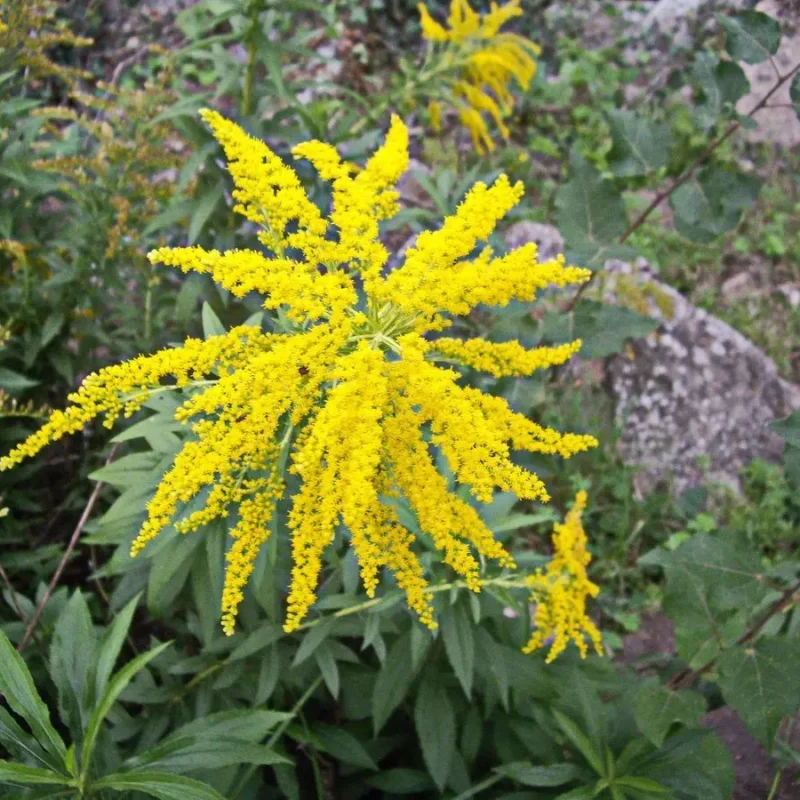 Solidago &lsquo;Golden Shower&rsquo;