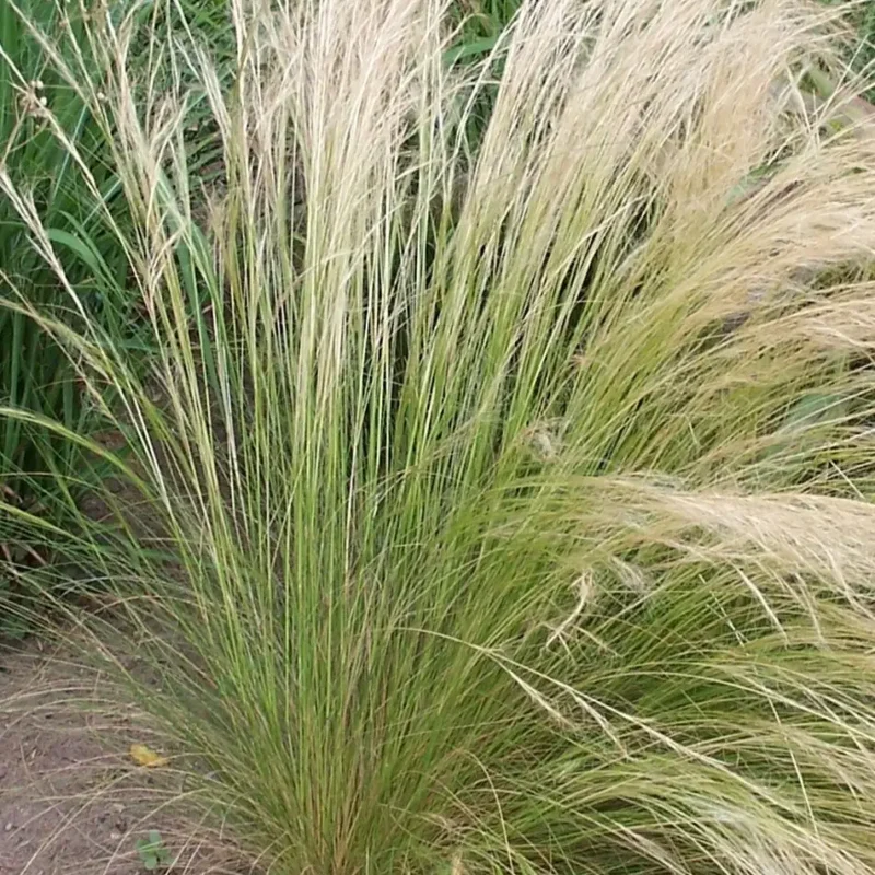 Stipa tenuifolia ou Cheveux d&rsquo;ange