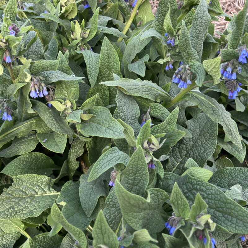 Symphytum caucasicum