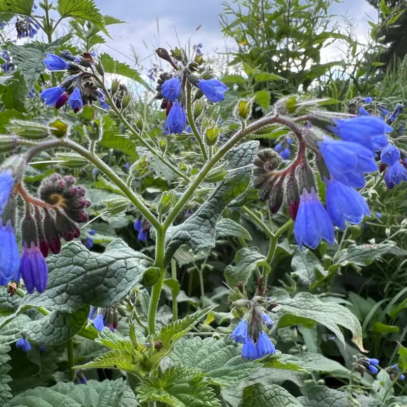 Symphytum caucasicum