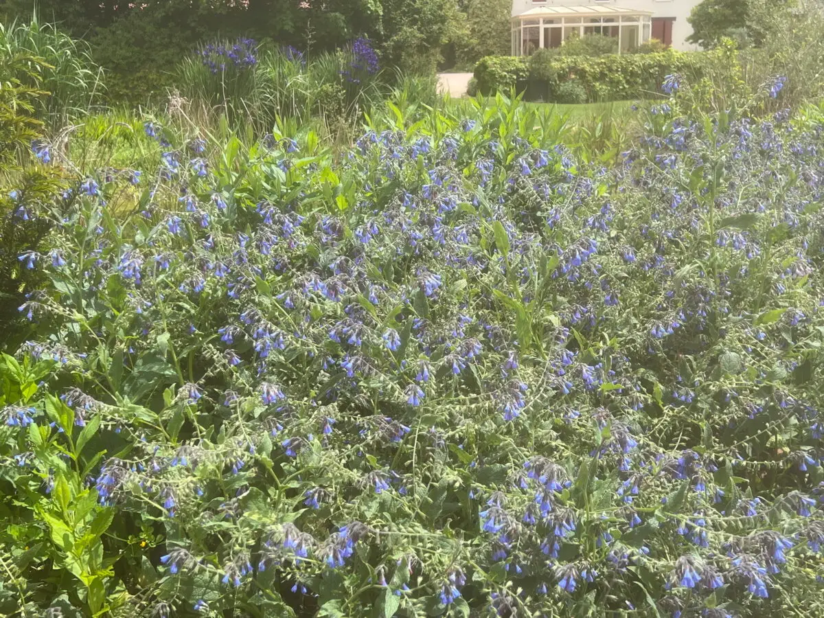 Symphytum caucasicum au bord de la mare