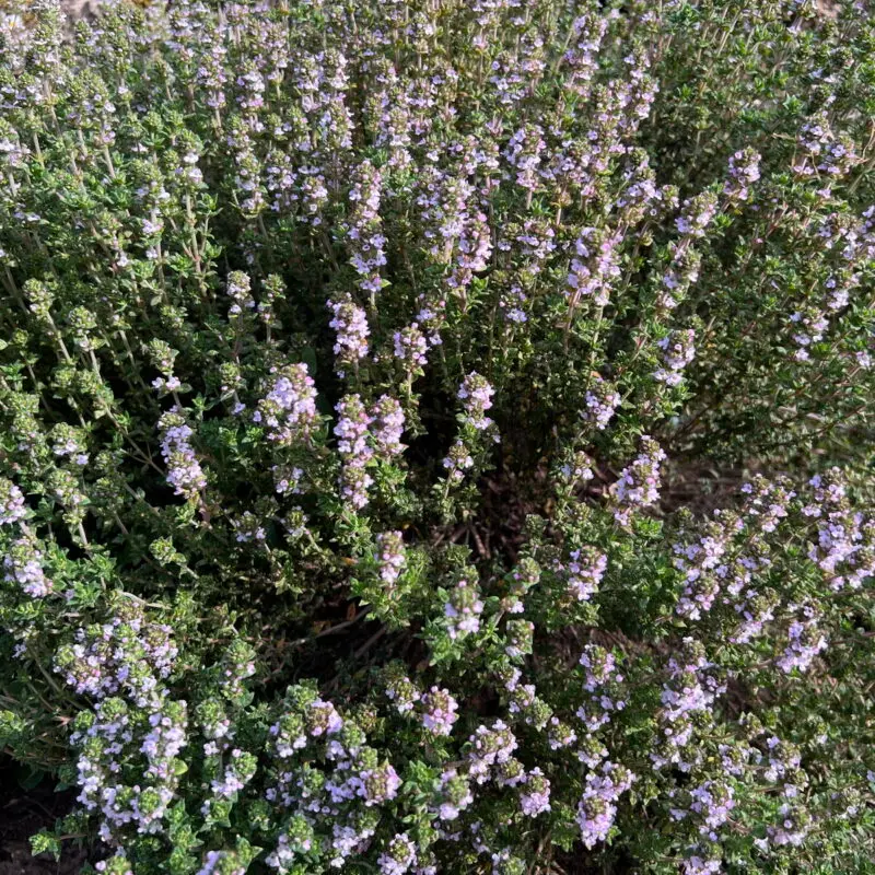Thymus &lsquo;Lammefjord&rsquo;