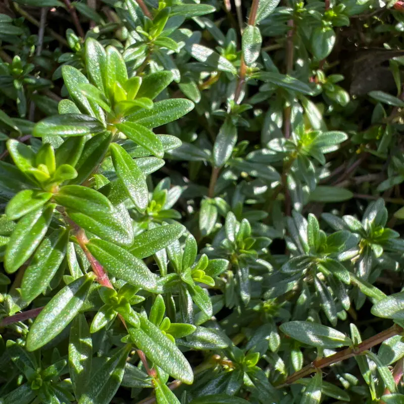 Thymus longicaulis &lsquo;Odoratus&rsquo;