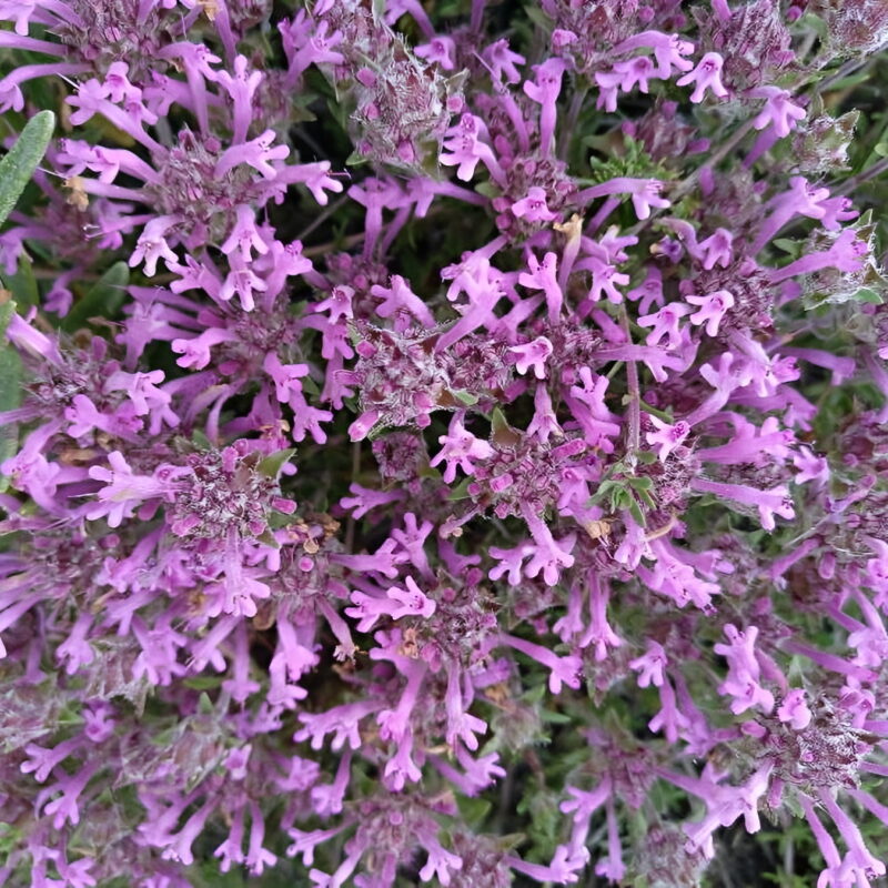 Thymus longiflorus