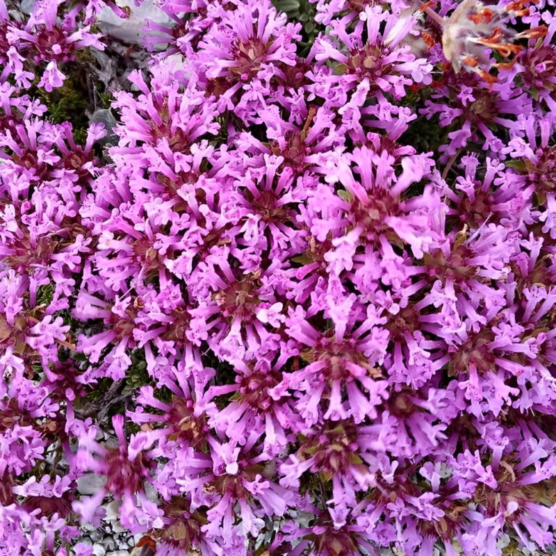 Thymus longiflorus