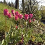 Tulipa 'Renown'