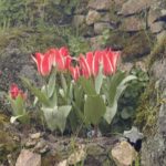 Tulipa 'Rosanna'