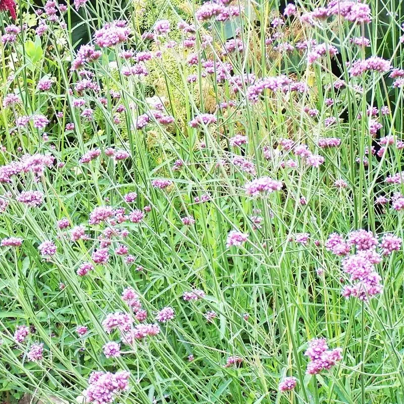 Verveine de Buenos Aires