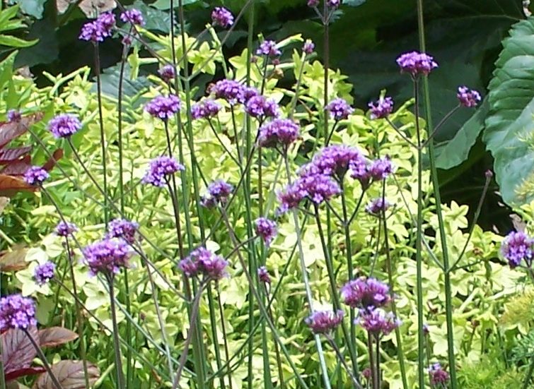 Verveine de Buenos Aires - Les Jardins du Gué