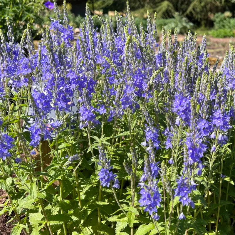 Veronica &lsquo;Blue Arrow&rsquo;