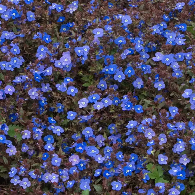 Veronica &lsquo;Georgia Blue&rsquo;
