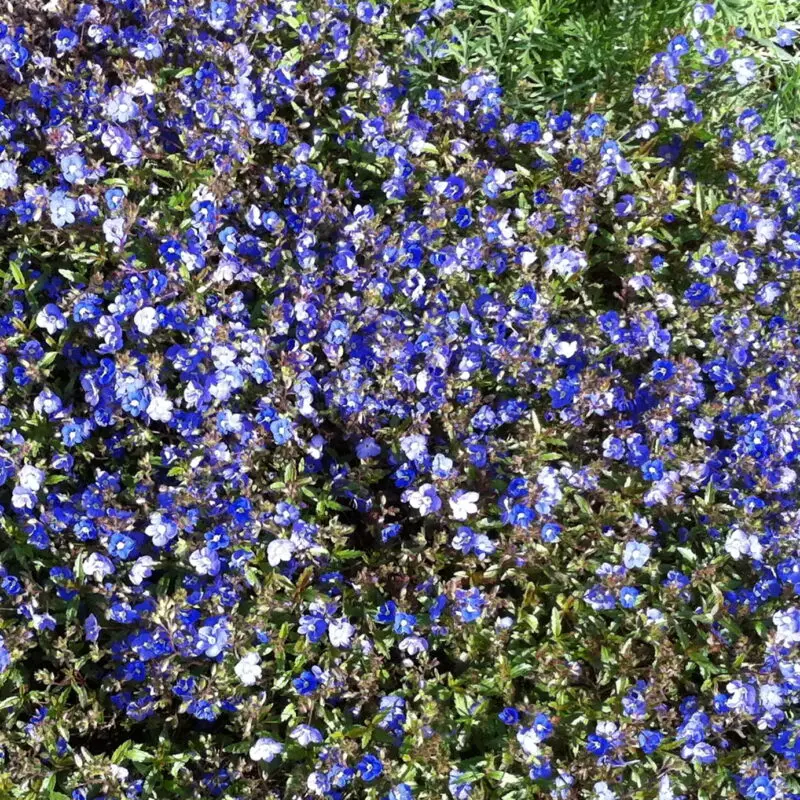 Veronica &lsquo;Georgia Blue&rsquo;