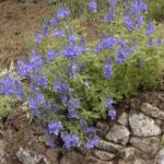 Veronica austriaca ssp. teucrium 'Royal Blue'