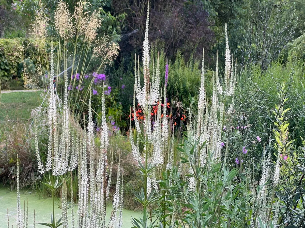Veronicastrum virginicum 'Diana'