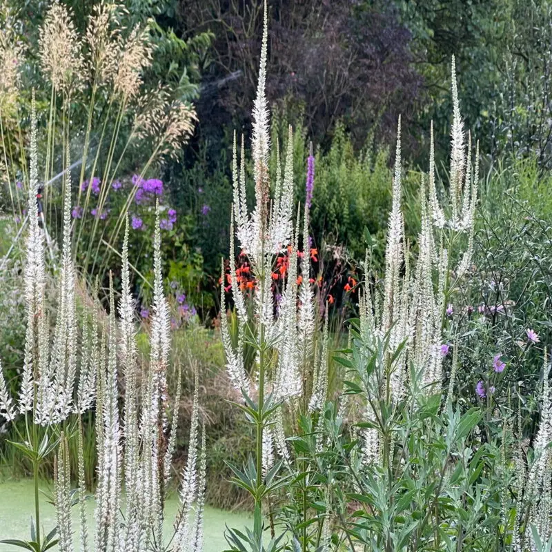 Veronicastrum virginicum &lsquo;Diana&rsquo;