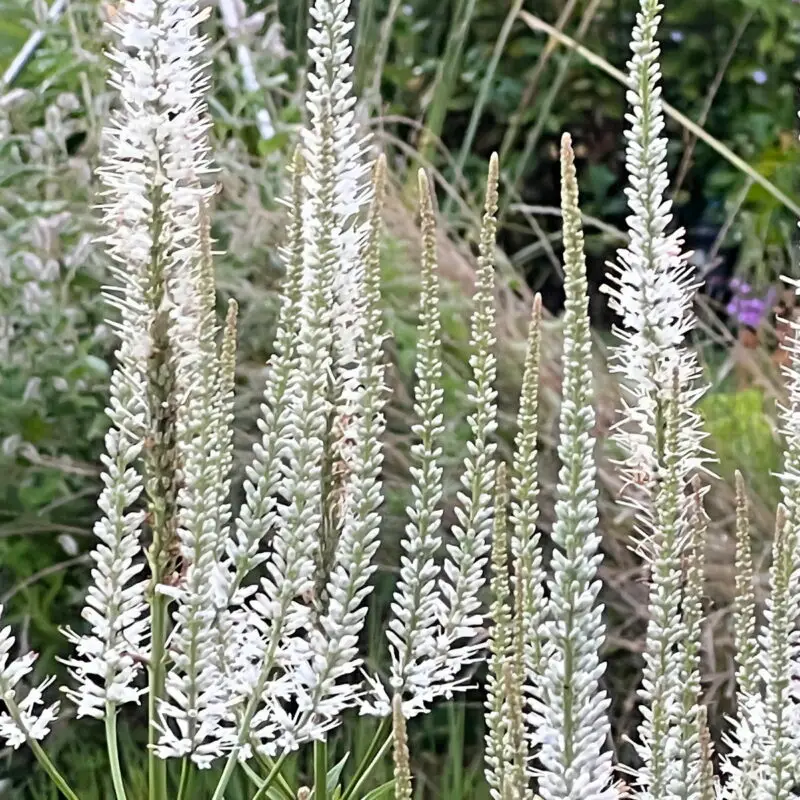 Veronicastrum virginicum &lsquo;Diana&rsquo;