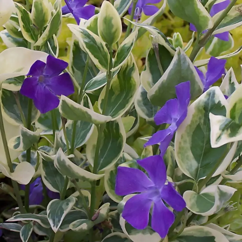 Vinca major &lsquo;Variegata&rsquo;