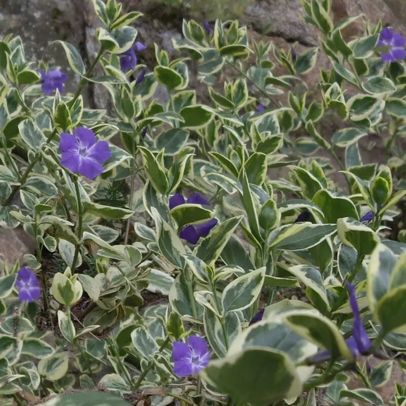 Vinca major &lsquo;Variegata&rsquo;